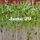 June 29 Meal Delivery